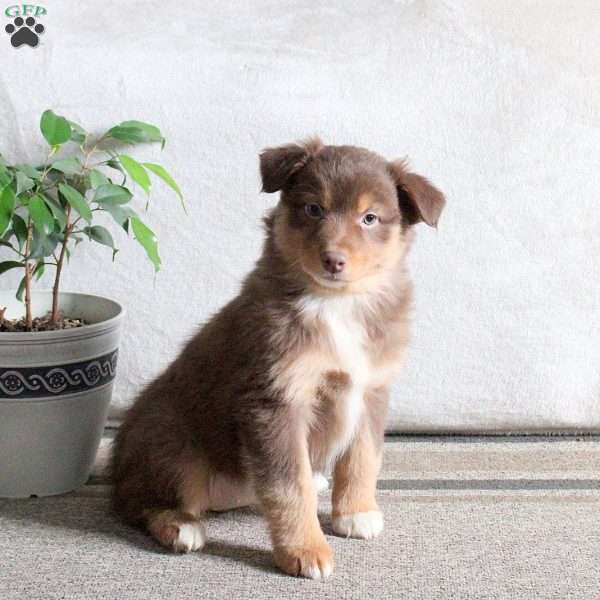 Nala, Australian Shepherd Puppy