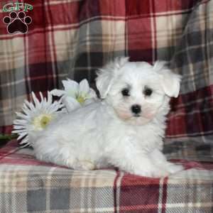 Nala, Maltese Puppy