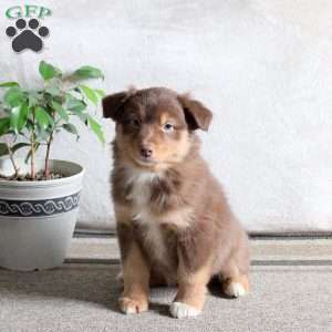 Nala, Australian Shepherd Puppy
