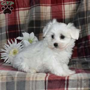 Nala, Maltese Puppy