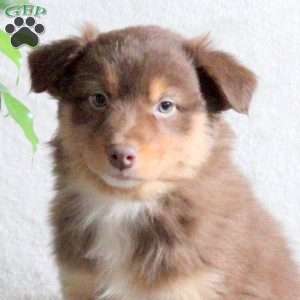 Nala, Australian Shepherd Puppy