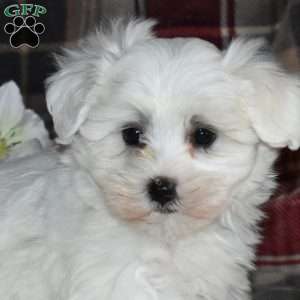 Nala, Maltese Puppy