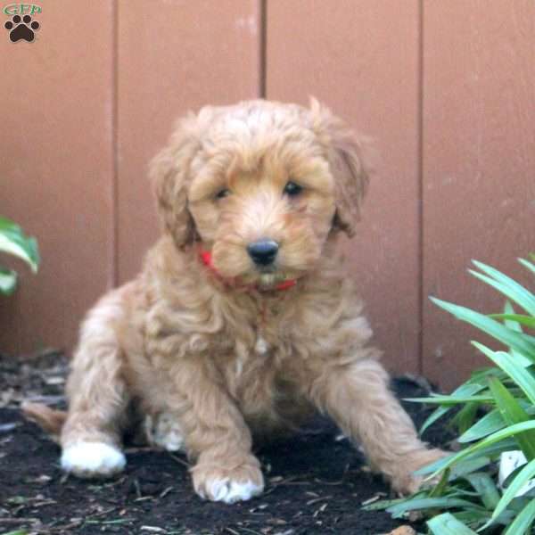 Naomi, Mini Goldendoodle Puppy