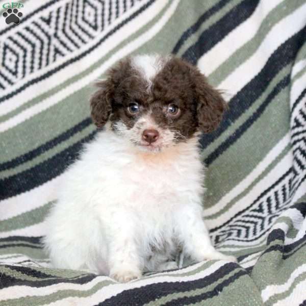 Naomi, Mini Goldendoodle Puppy