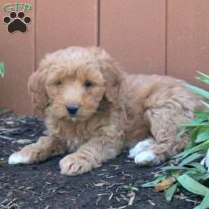 Naomi, Mini Goldendoodle Puppy