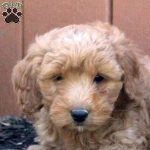 Naomi, Mini Goldendoodle Puppy
