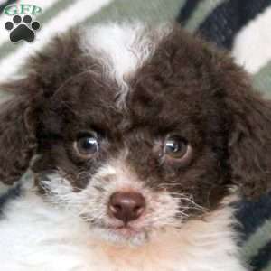 Naomi, Mini Goldendoodle Puppy