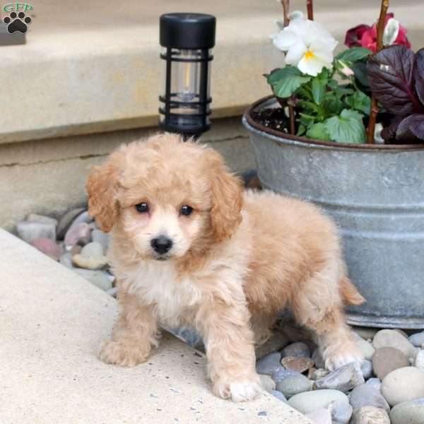 Nash, Bich-Poo Puppy