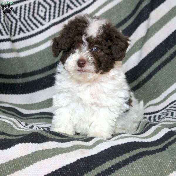 Nash, Mini Goldendoodle Puppy