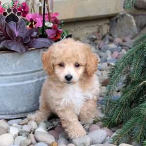 Nash, Bich-Poo Puppy