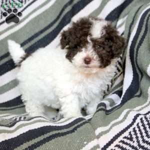 Nash, Mini Goldendoodle Puppy