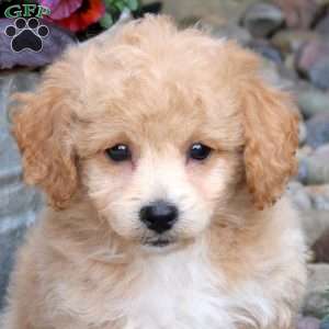 Nash, Bich-Poo Puppy