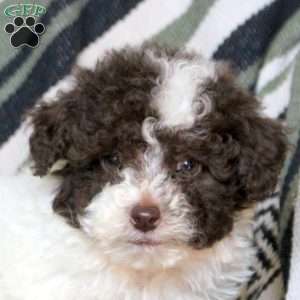 Nash, Mini Goldendoodle Puppy