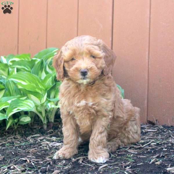 Natalie, Mini Goldendoodle Puppy