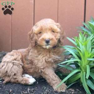 Natalie, Mini Goldendoodle Puppy