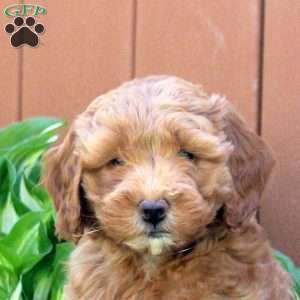 Natalie, Mini Goldendoodle Puppy