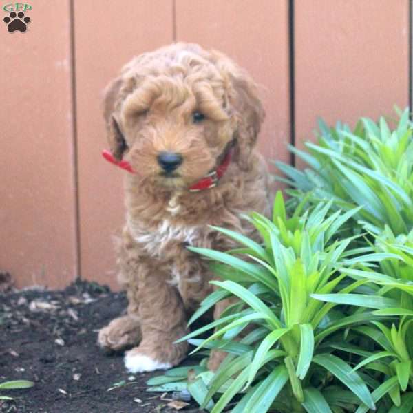 Nate, Mini Goldendoodle Puppy