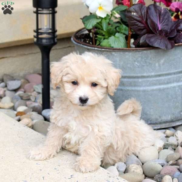 Nate, Bich-Poo Puppy