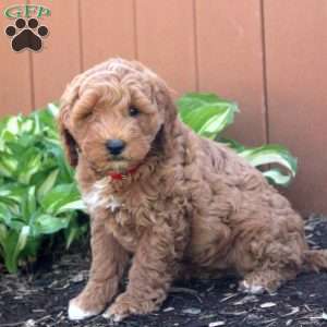Nate, Mini Goldendoodle Puppy