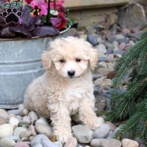 Nate, Bich-Poo Puppy