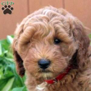 Nate, Mini Goldendoodle Puppy
