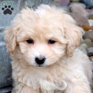 Nate, Bich-Poo Puppy