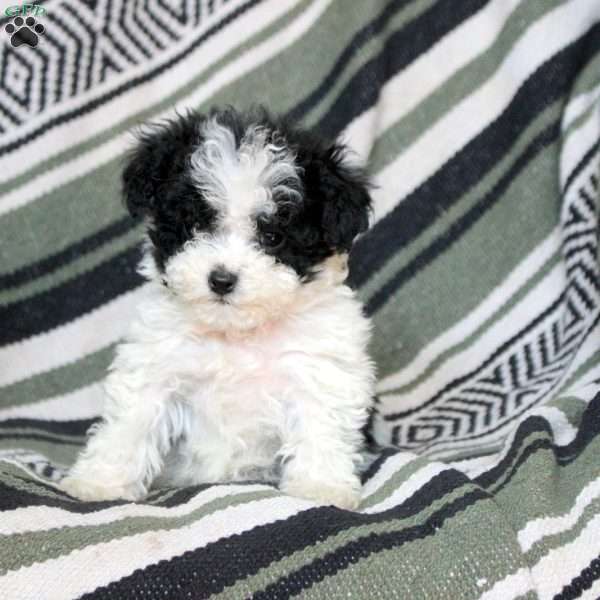 Nathan, Mini Goldendoodle Puppy