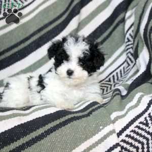 Nathan, Mini Goldendoodle Puppy