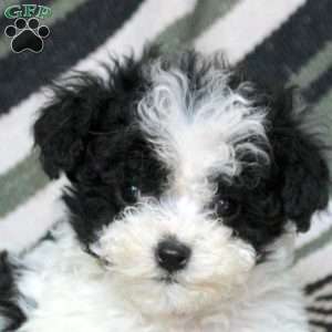 Nathan, Mini Goldendoodle Puppy