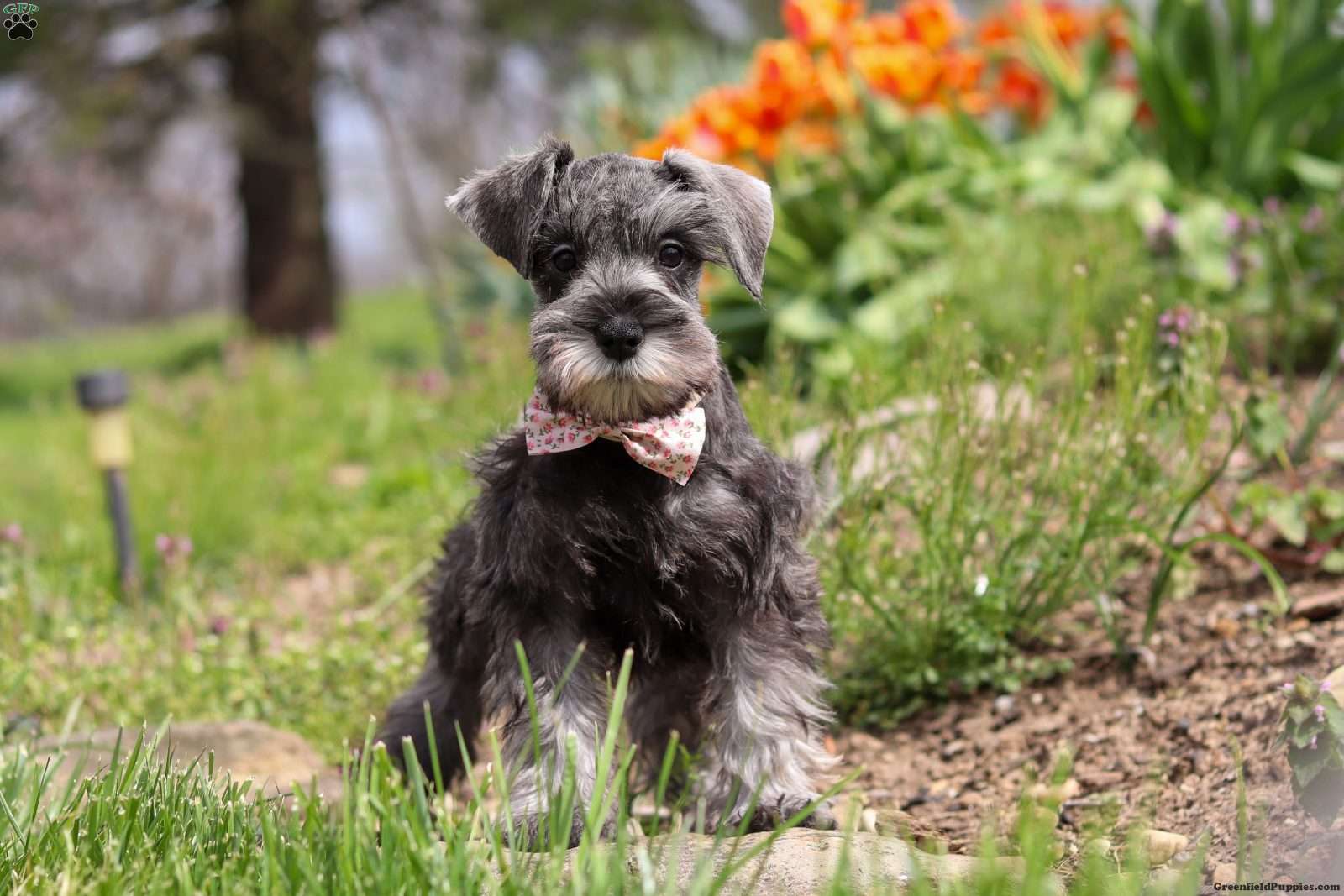 Navy - Miniature Schnauzer Puppy For Sale in Ohio
