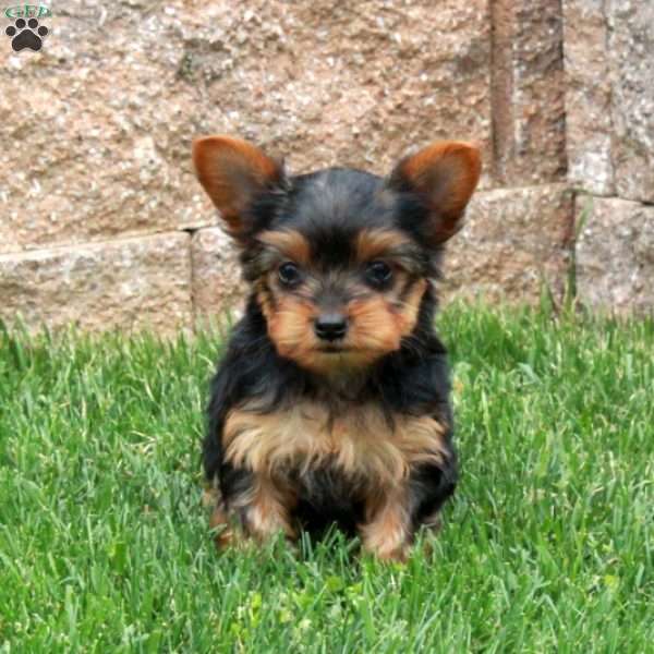 Nellie, Yorkie Puppy