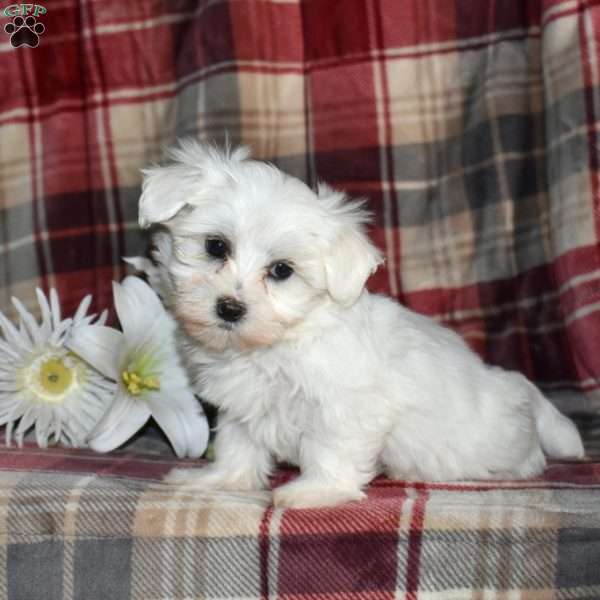 Nellie, Maltese Puppy
