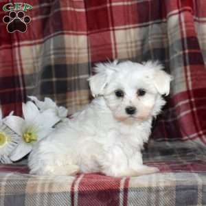 Nellie, Maltese Puppy