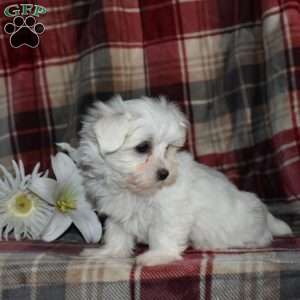 Nellie, Maltese Puppy