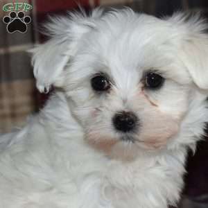 Nellie, Maltese Puppy