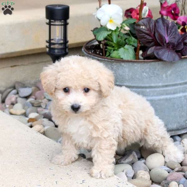 Nick, Bich-Poo Puppy