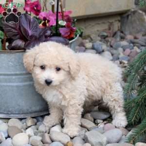 Nick, Bich-Poo Puppy