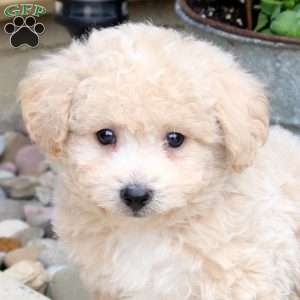 Nick, Bich-Poo Puppy