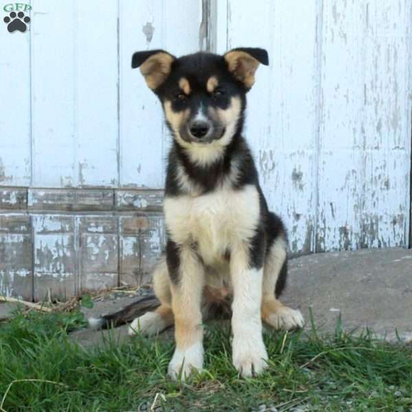 Nico, German Shepherd Mix Puppy