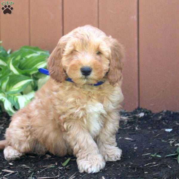 Nico, Mini Goldendoodle Puppy