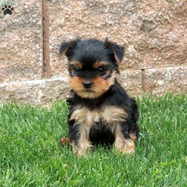 Nico, Yorkie Puppy