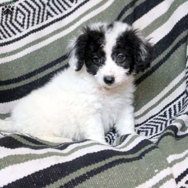 Nico, Mini Goldendoodle Puppy