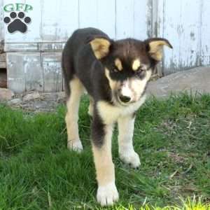 Nico, German Shepherd Mix Puppy