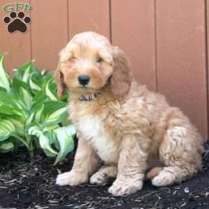 Nico, Mini Goldendoodle Puppy