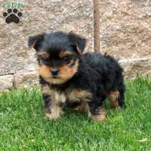 Nico, Yorkie Puppy