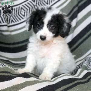 Nico, Mini Goldendoodle Puppy