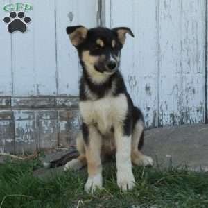 Nico, German Shepherd Mix Puppy
