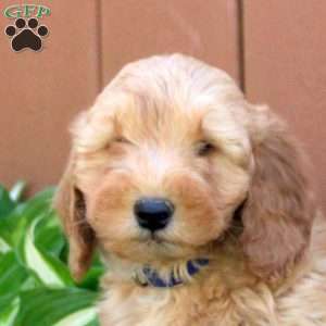 Nico, Mini Goldendoodle Puppy