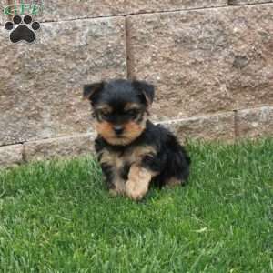 Nico, Yorkie Puppy