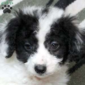 Nico, Mini Goldendoodle Puppy